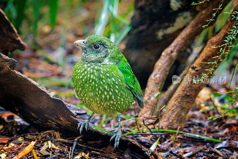 绿猫鸟(Ailuroedus crassirostris)